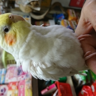 オカメインコ（おうちが決まりました）