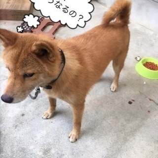 急募！ ご家族さま募集 〜鹿児島より〜