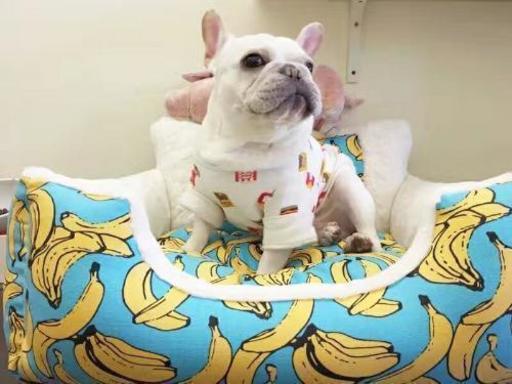 ペットベッド ソファー 犬 猫 ペット用品