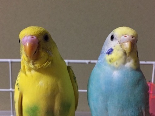 セキセイインコ1歳二匹 青と黄色 取引中 こじくん 京急川崎のその他の里親募集 ジモティー