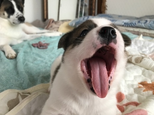 可愛い四国犬のミックス犬の子犬です アポロニア 八幡の犬の里親募集 ジモティー 可愛い四国犬のミックス犬の子犬です アポロニア 八幡の犬の里親募集 ジモティー