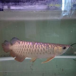   熱帯魚  アロアナ   渦背金龍
