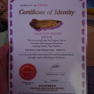   熱帯魚  アロアナ   渦背金龍
