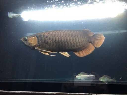 超烈龍 アロワナ 熱帯魚 水槽
