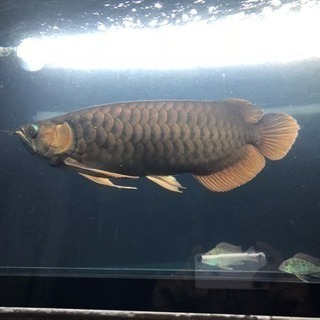 超烈龍  アロワナ  熱帯魚 水槽