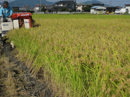 29年新米　静岡県産　コシヒカリ　減農薬　除草剤のみ使用です