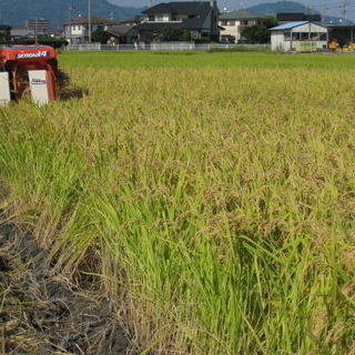 29年新米　静岡県産　コシヒカリ　減農薬　除草剤のみ使用です