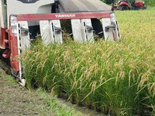 平成29年度茨城県産特別栽培米コシヒカリ30ｋ