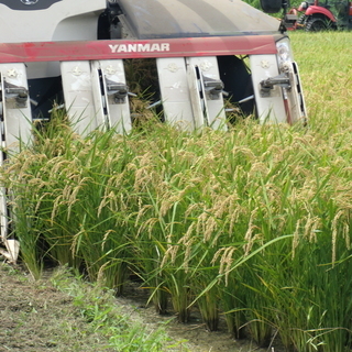 平成29年度茨城県産特別栽培米コシヒカリ30ｋ