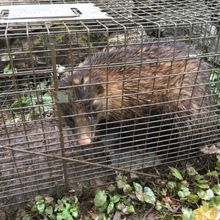 11/13更新☆若手猟師さんによる野生動物の解体〜調理、皮なめし教室 - 料理