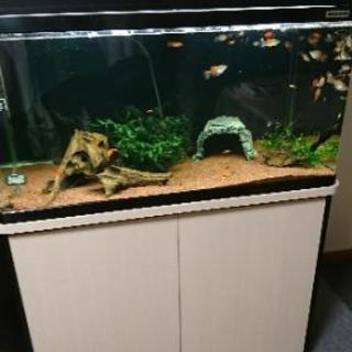 熱帯魚 Aiai 札幌のその他の里親募集 ジモティー