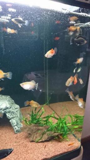 熱帯魚 Aiai 札幌のその他の里親募集 ジモティー