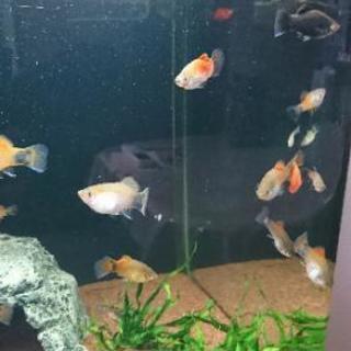熱帯魚 Aiai 札幌のその他の里親募集 ジモティー
