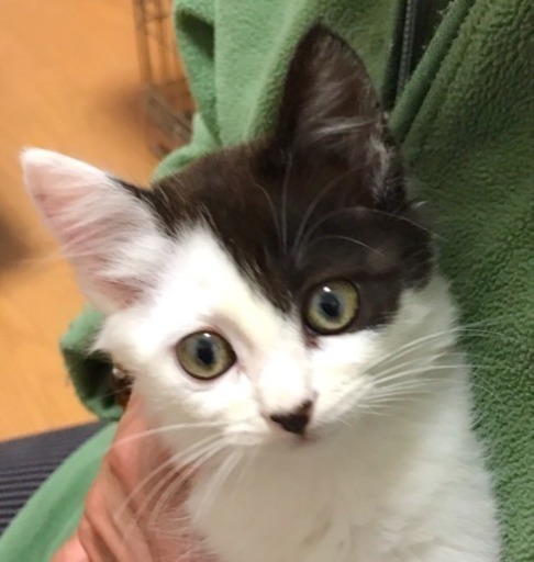白黒猫 メス 里親様決まりました (ちー) 富山の猫の里親募集｜ジモティー