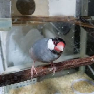 文鳥生後7ヵ月 - 調布市