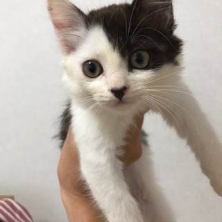 白黒猫 メス 里親様決まりました − 富山県