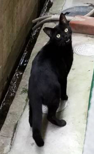 賢くて度胸のある黒猫オス1歳くらい・去勢済・ウイルス検査陰性 (hine