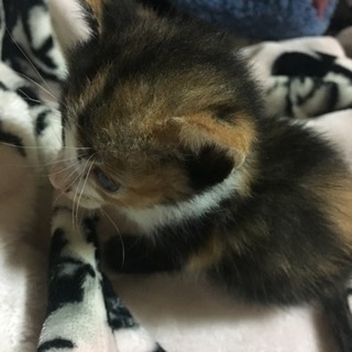 9月産まれの子猫 − 長崎県