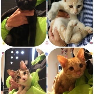 子猫の譲渡会in久留米＆みやき町 - イベント