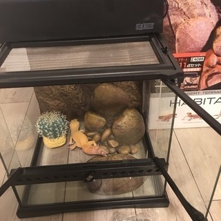 中古 美品 爬虫類ケージ 90cmのメタルラックに丁度入ります