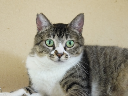 マスカット色の瞳ぶどうちゃん (御殿場地域ねこ活動) 御殿場の猫の里親 