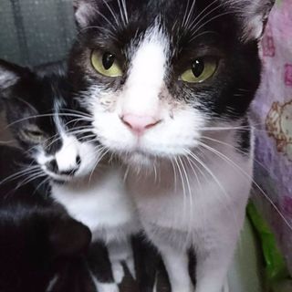 猫、探しています❗
