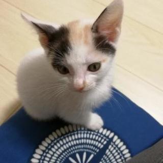 生後2ヵ月の女のコ - 猫