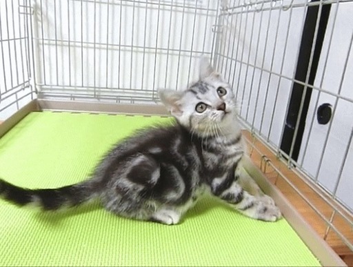 かわいい子猫を販売中 東京都葛飾区の自宅で見学 販売をしています サイトウ猫ハウス 新小岩の猫の無料広告 無料掲載の掲示板 ジモティー