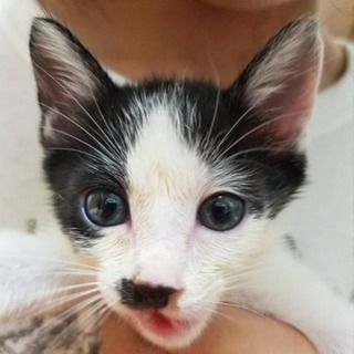 生後1ヶ月半🌟可愛いハチワレ子猫ちゃん