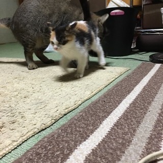 三毛猫 生後1.5~2ヶ月 − 北海道