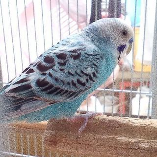 セキセイインコがいなくなりました