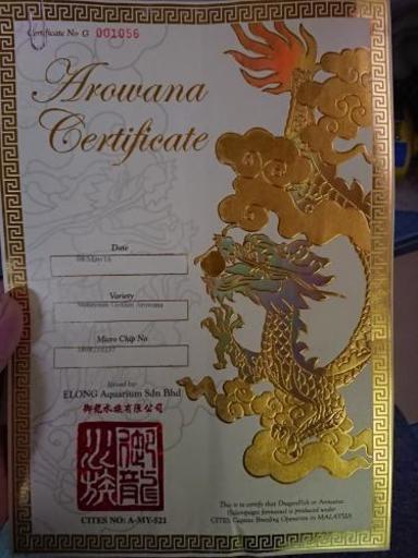 アロアナ 熱帯魚  渦背金龍