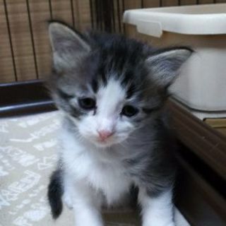 ９月３日産まれの子猫ちゃん３匹(=^ェ^=)