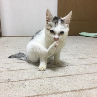 健気でかわいい子ですの画像