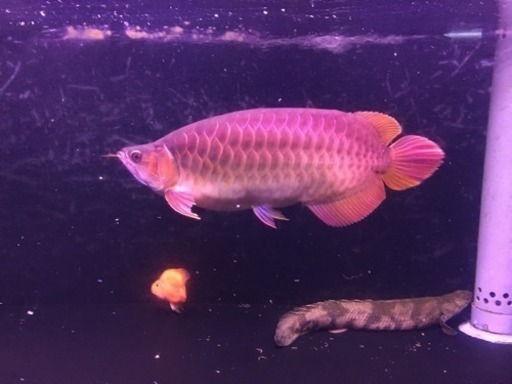 豚系 スーパーレッド！ アロワナ 熱帯魚 水槽