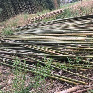 竹を無料で差し上げます。