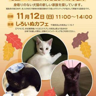 2017／11/12　猫の里親譲渡会　