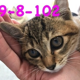 期限10/30 可愛いキジ猫ちゃん - 萩市
