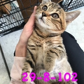 期限10/30 可愛いキジ猫ちゃん − 山口県