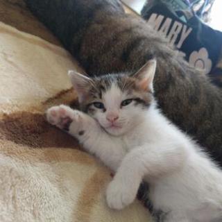 子猫の捜索 🐱 お願いします