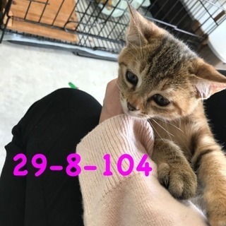 期限10/30 萩市保健所 可愛い茶キジちゃん - 猫