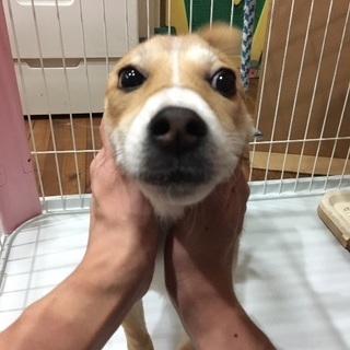 事情により飼えなくなりました