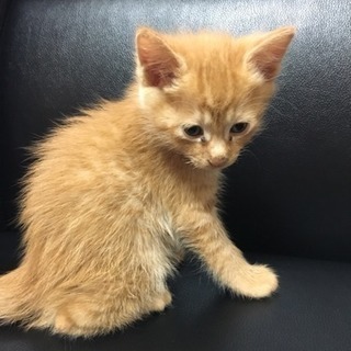 09月16日生まれて1ヶ月の子猫の画像