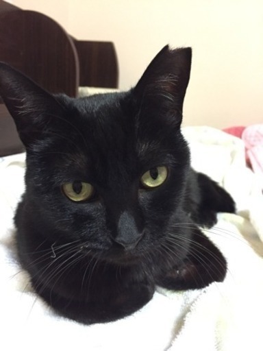 左耳カットの黒猫を探してます 謝礼あり 猫 里親 迷子 保護 クロ 堺の手伝って 助けての助け合い ジモティー 左耳カットの黒猫を探してます 謝礼あり 猫 里親 迷子 保護 クロ 堺の手伝って 助けての助け合い ジモティー