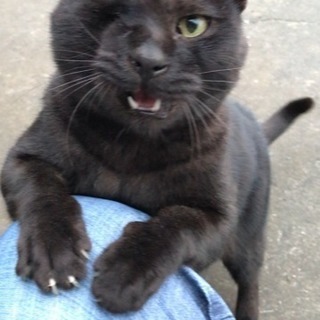 片目の人懐っこい黒猫（オス）