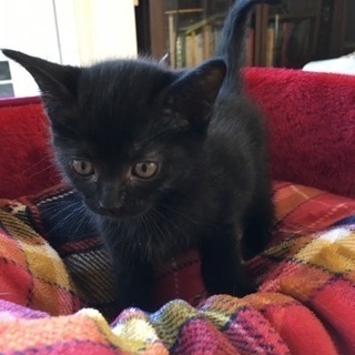 2ヶ月の黒猫の女の子(モノクロ4兄妹)のぶチャン
