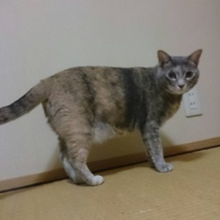 ７才美猫パステルサビ♀ - 猫