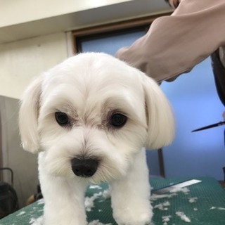 無料 カットモデル犬 募集 東京 ひでみ 恵比寿のペットサービスの無料広告 無料掲載の掲示板 ジモティー 無料 カットモデル犬 募集 東京 ひでみ 恵比寿のペットサービスの無料広告 無料掲載の掲示板 ジモティー