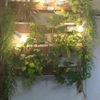 壁取り付け型のdiy棚と植物たち、照明、タイマー等フルセット