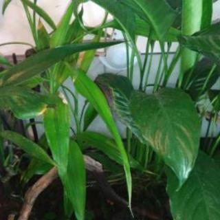 ９０センチ水槽セット